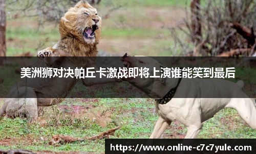 美洲狮对决帕丘卡激战即将上演谁能笑到最后